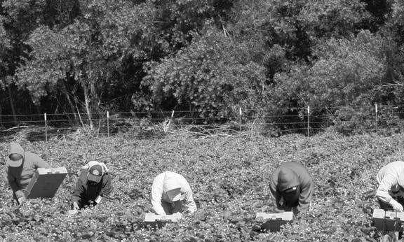 Farm workers fight wage theft