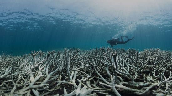 Everybody knows the reef is dying